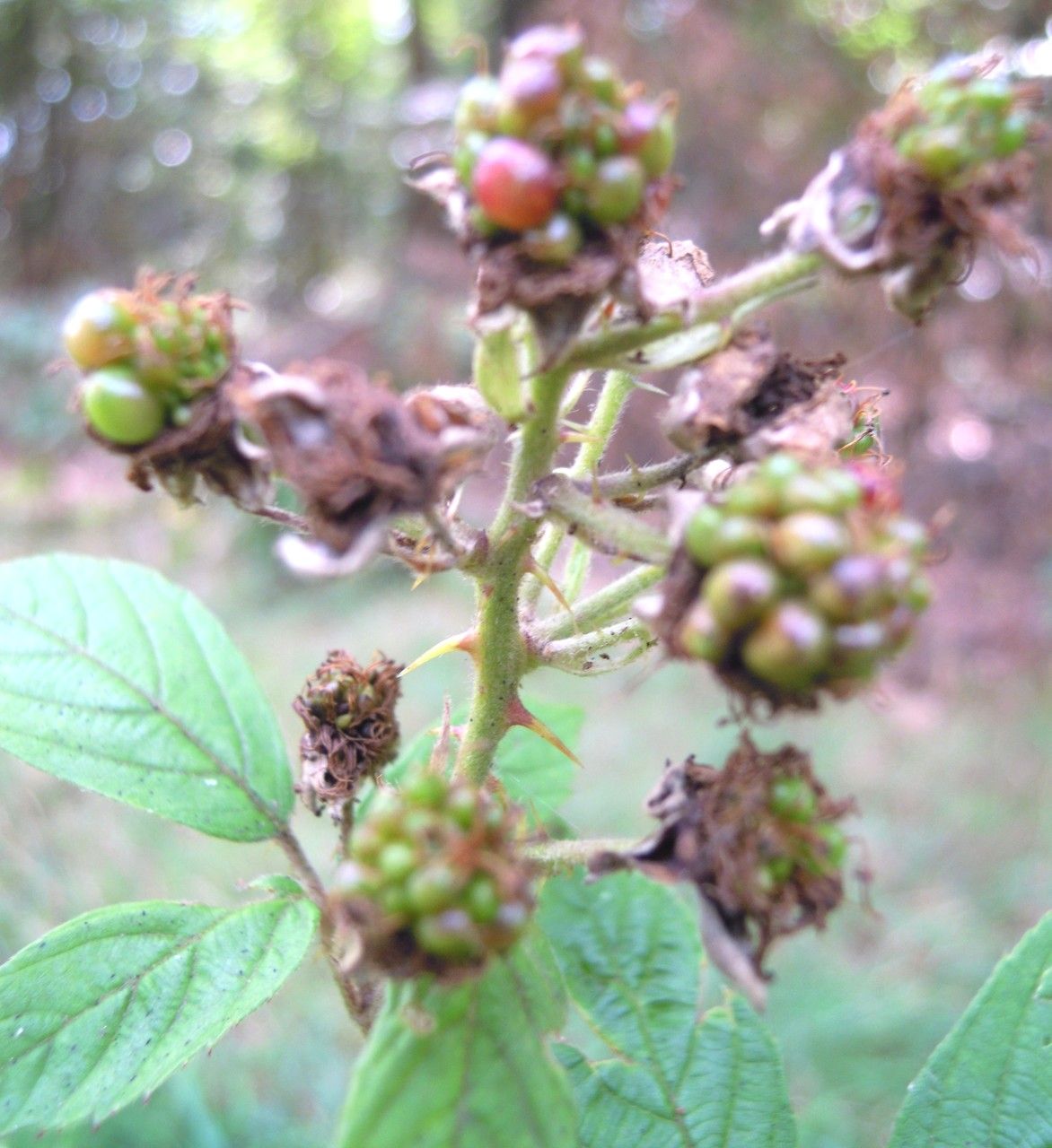 Rubus lindenbergii fruit