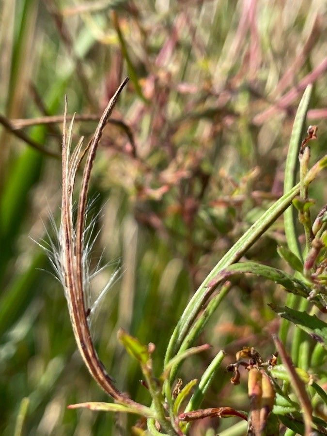 Epilobium coloratum fruit