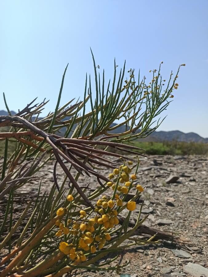 Lepidospartum squamatum flower