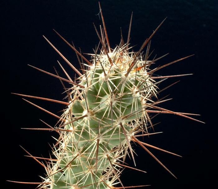 Coryphantha pulleineana — houseplant care guide