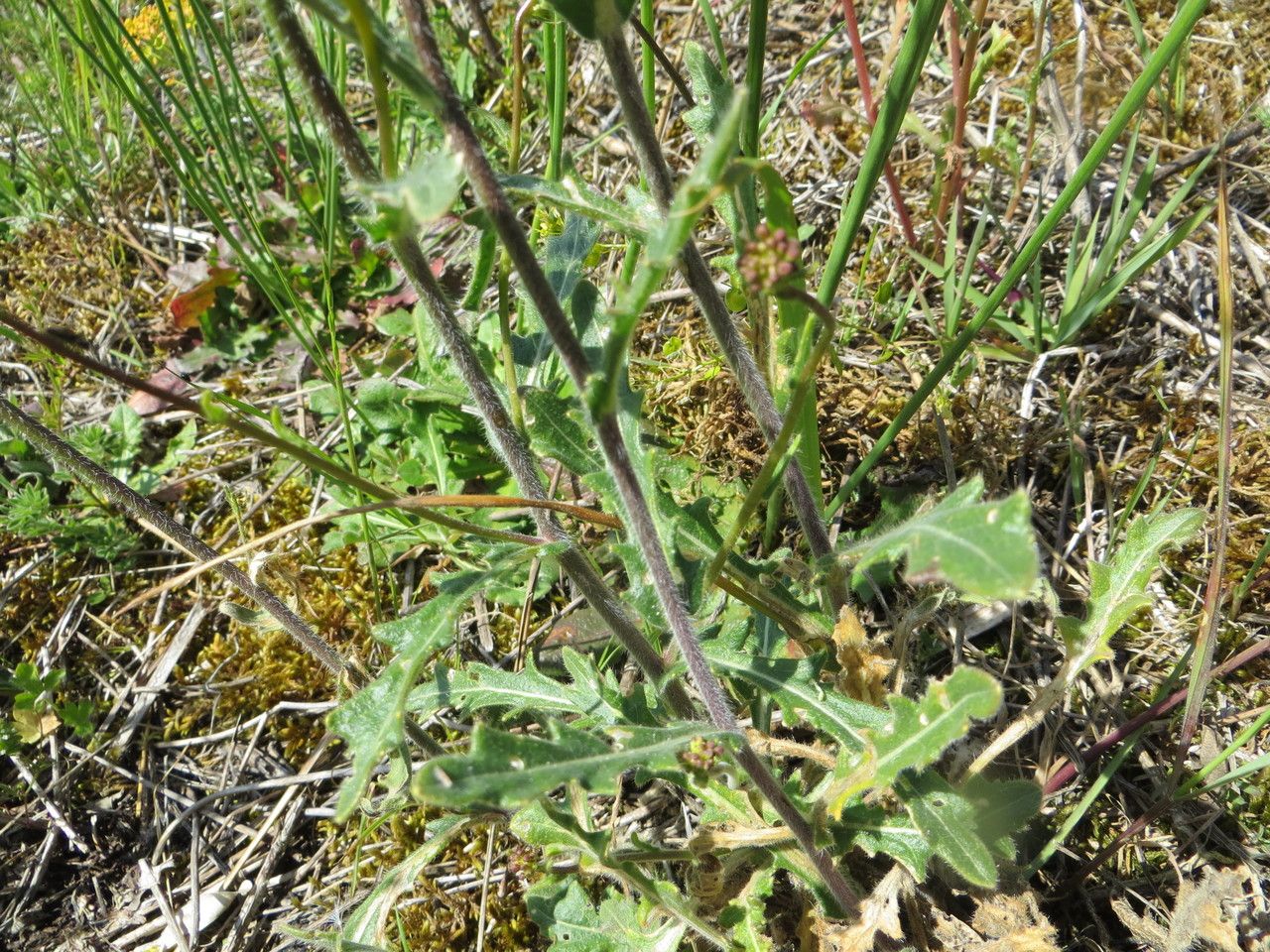 Biscutella coronopifolia habit