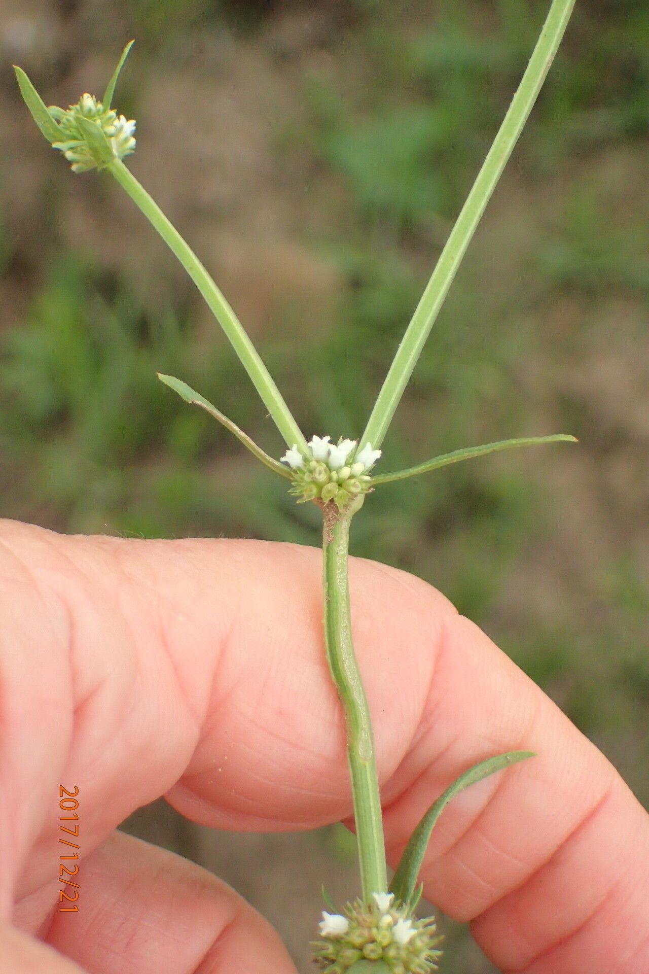 Spermacoce natalensis — search result for 'Spermacoce'