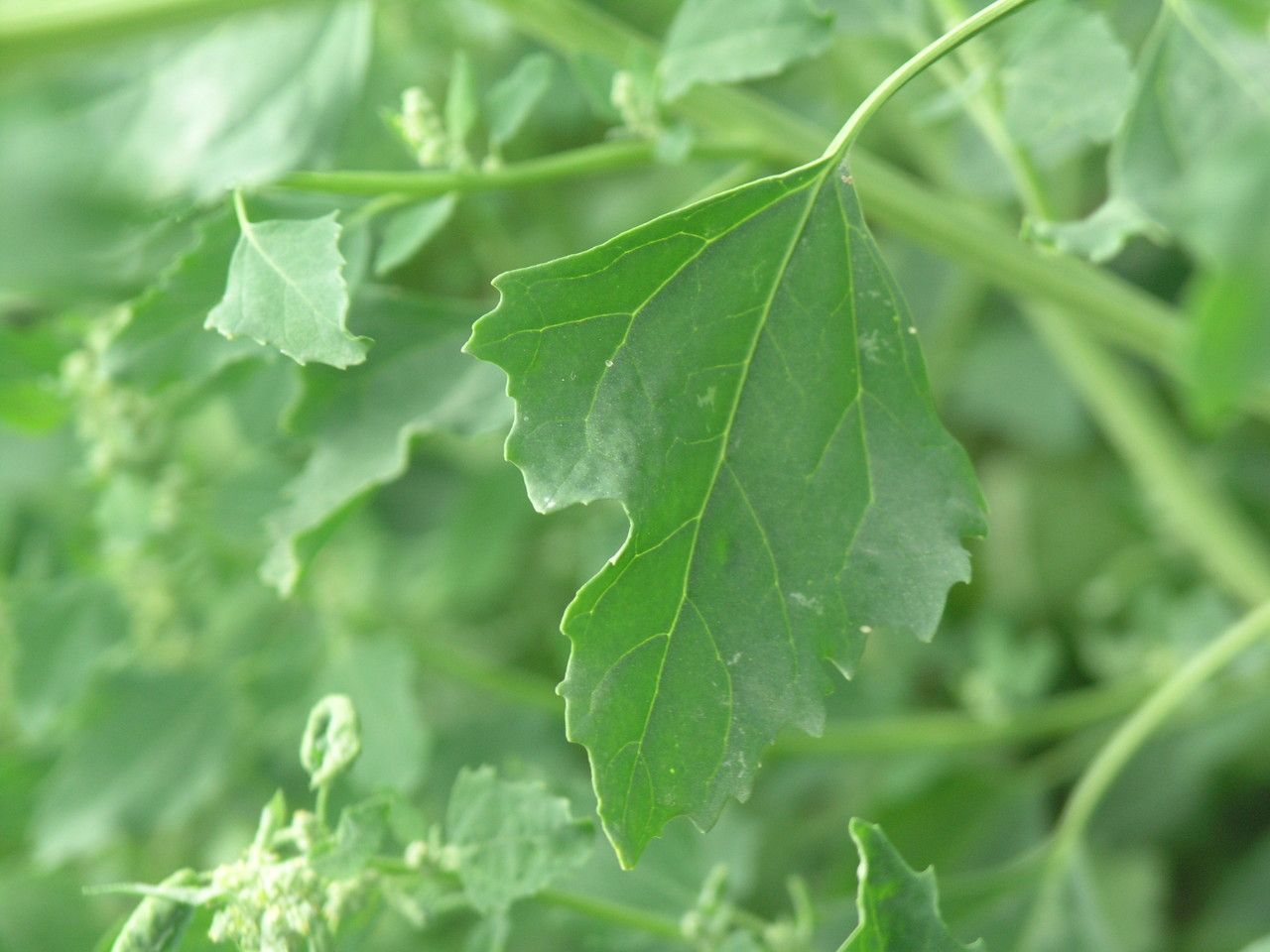 Chenopodium suecicum other