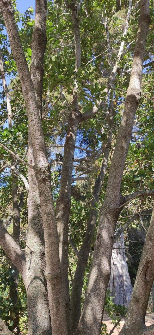 Pittosporum viridiflorum habit