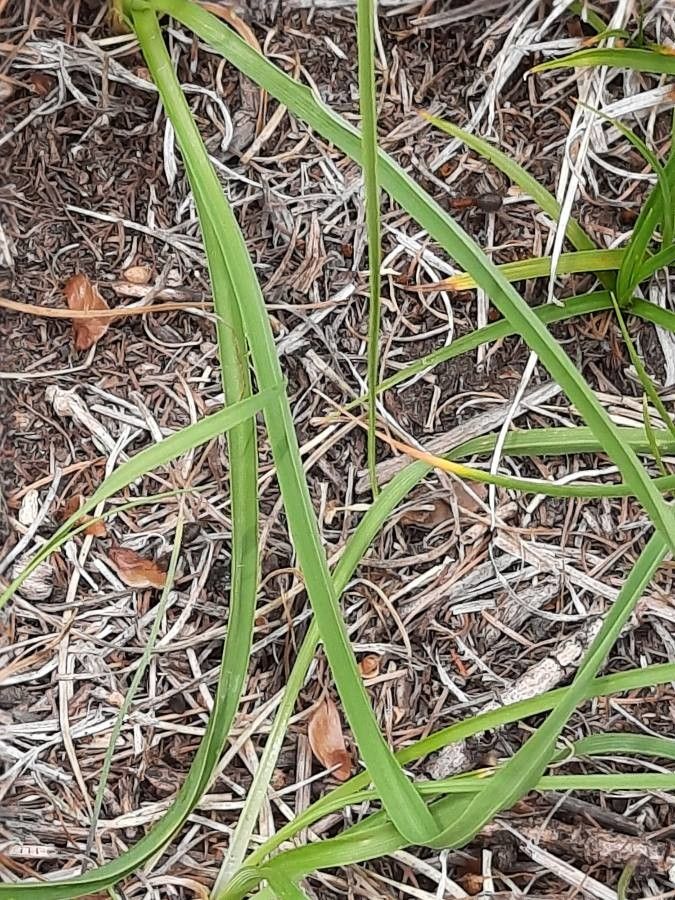 Paradisea liliastrum — houseplant care guide