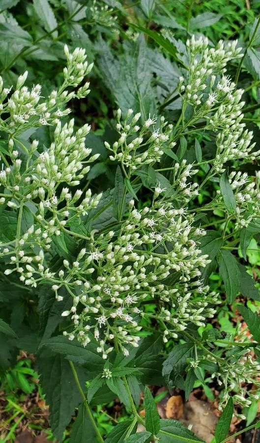 Eupatorium album flower