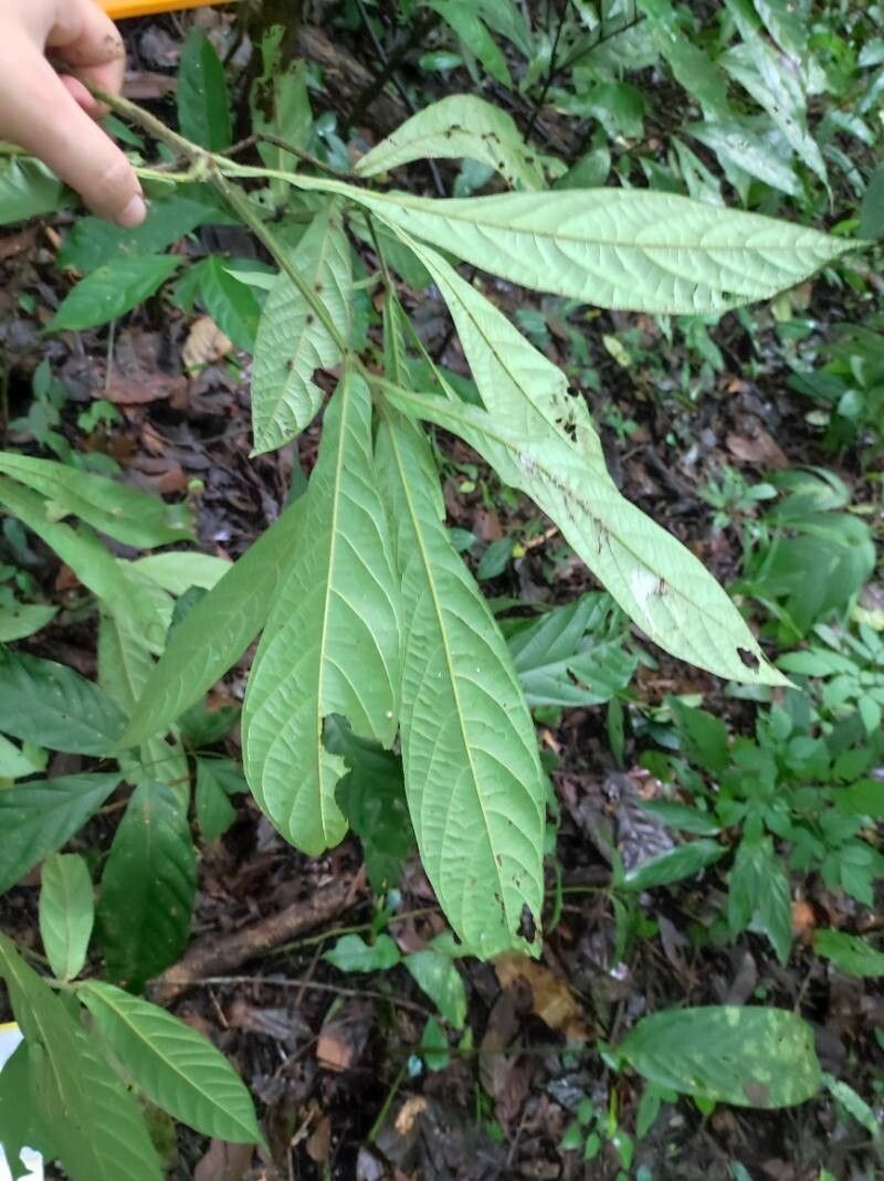 Ocotea macrophylla — houseplant care guide