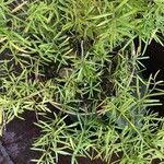 Asparagus aethiopicus