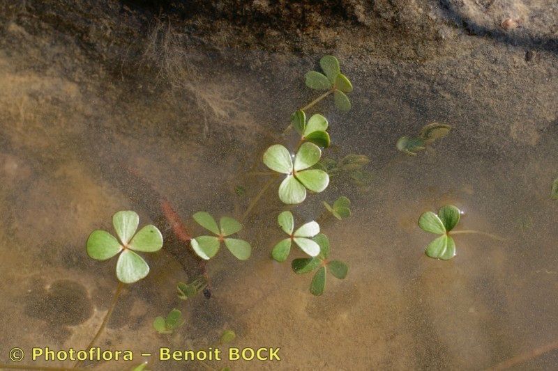 Marsilea batardae other