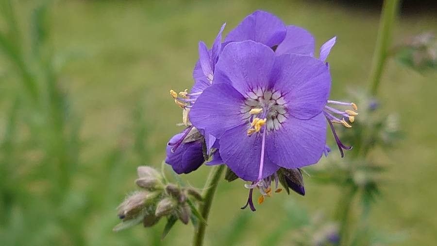 Polemonium caeruleum flower
