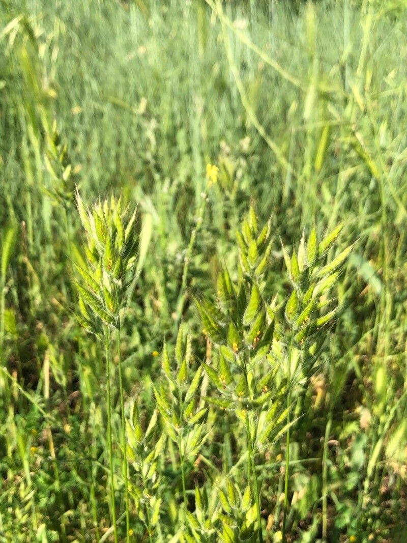 Bromus hordeaceus — search result for 'Poaceae'