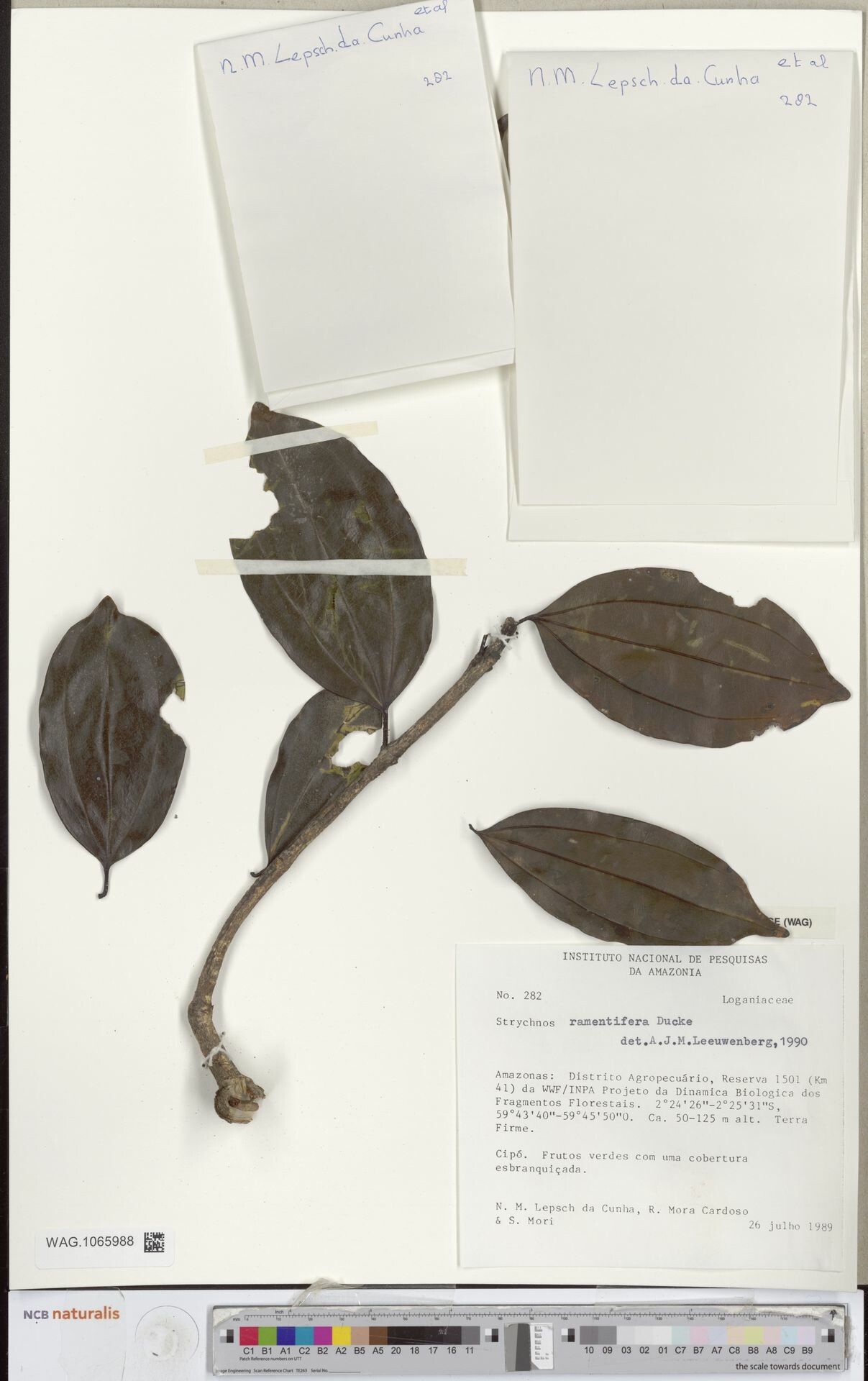 Strychnos ramentifera — houseplant care guide