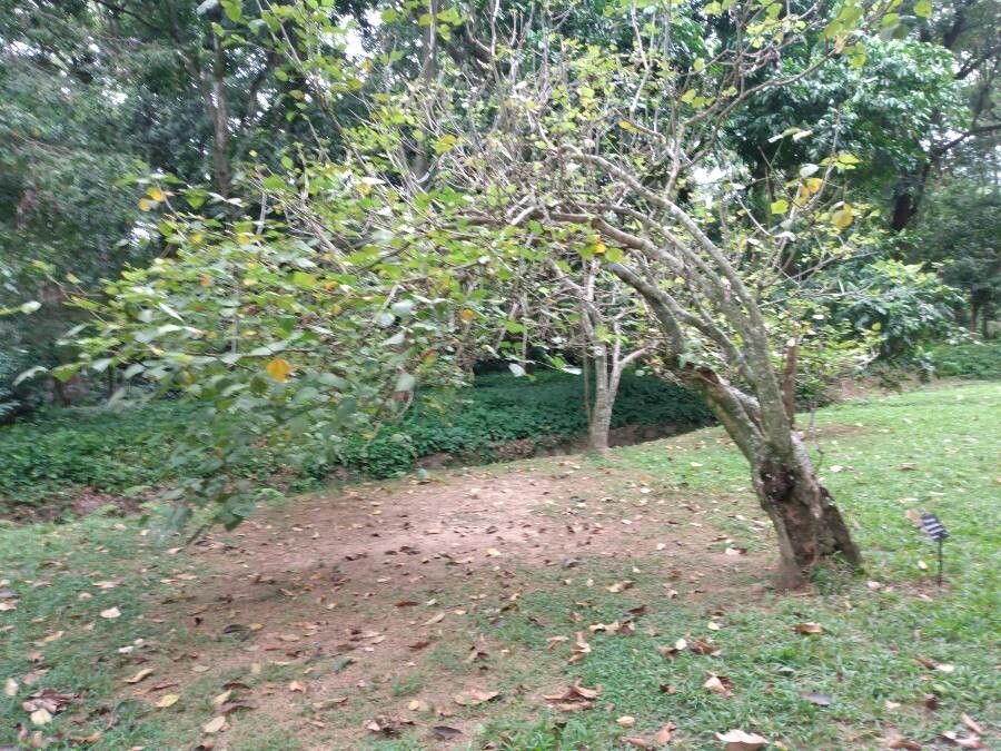 Erythrina similis habit
