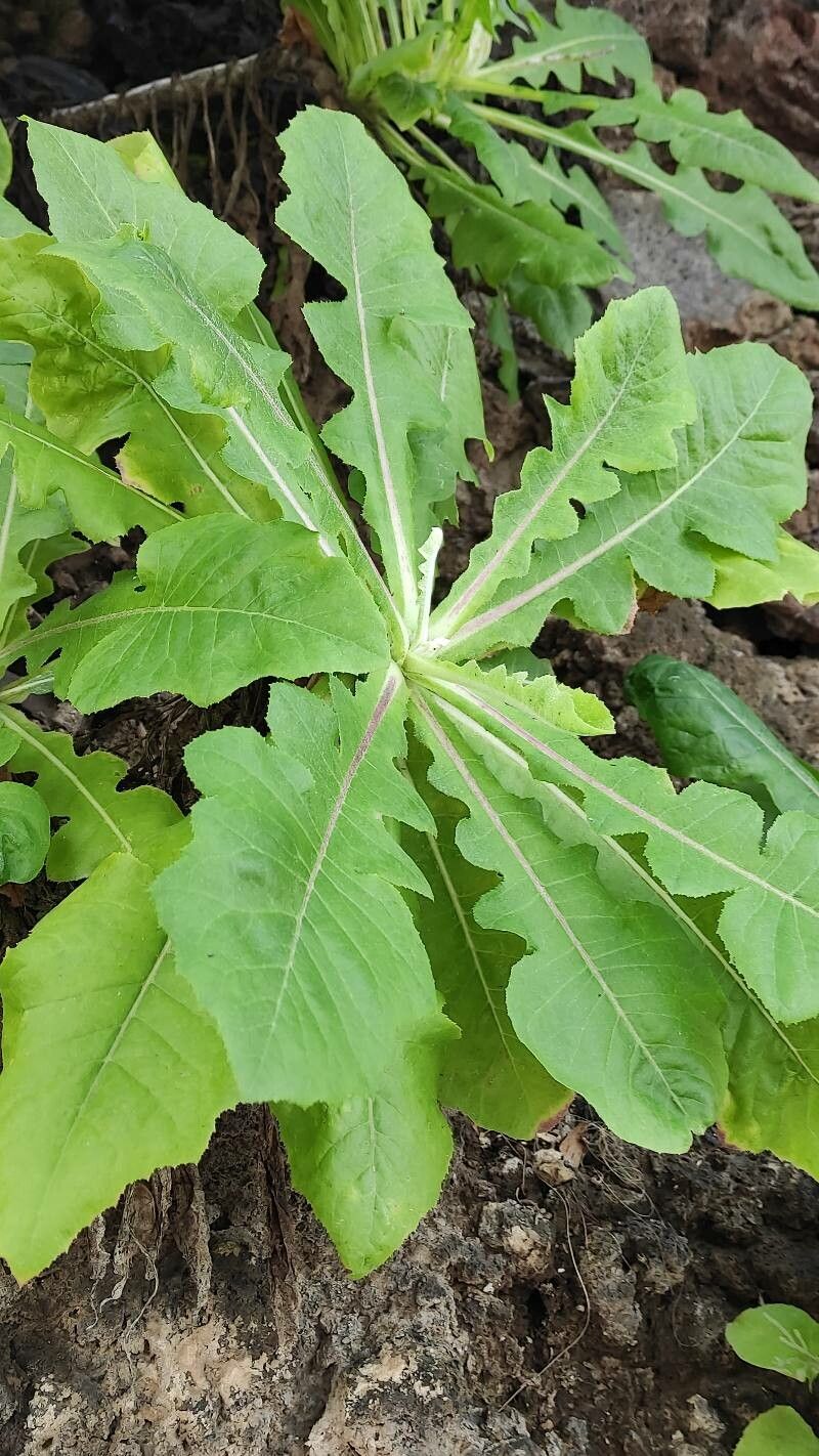 Sonchus radicatus — search result for 'Sonchus'