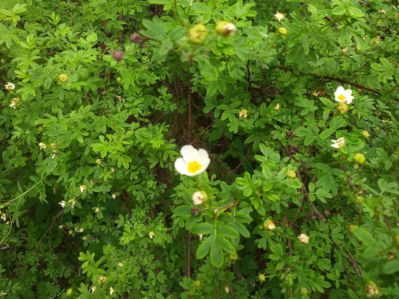 Dasiphora glabrata flower