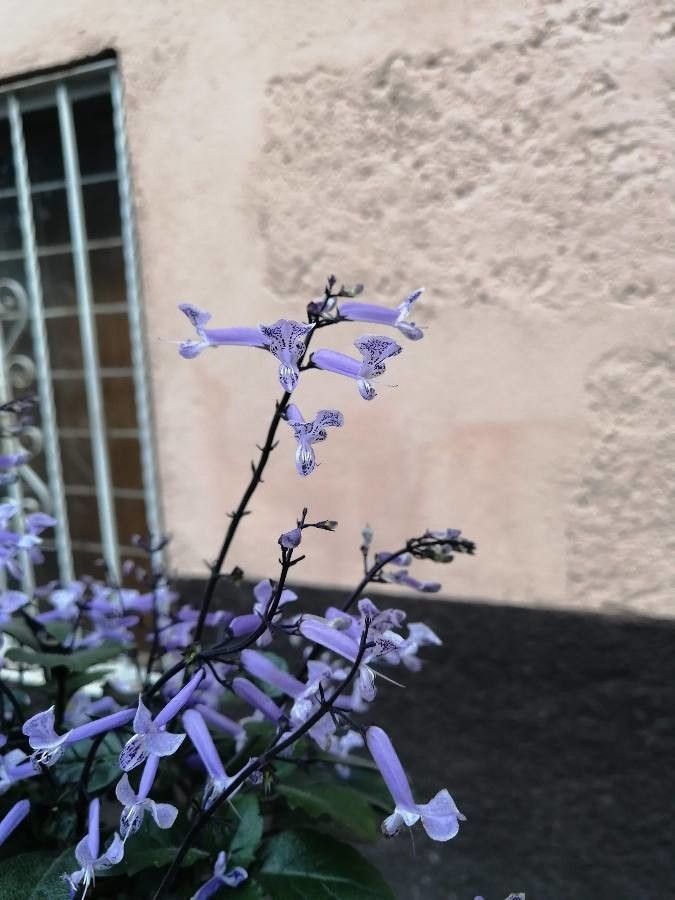 Plectranthus hilliardiae — search result for 'Plectranthus'