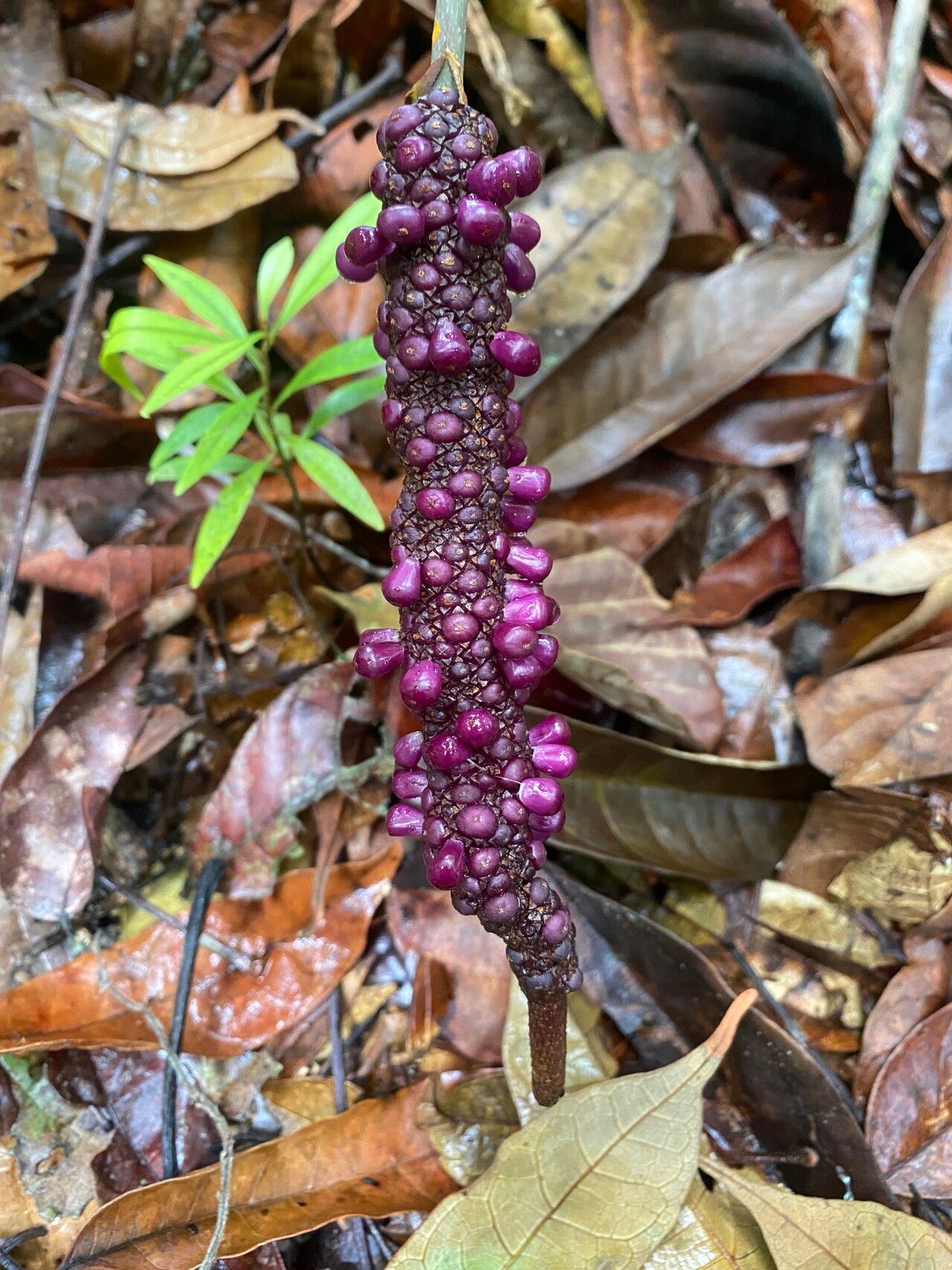 Anthurium atropurpureum fruit