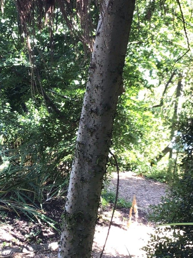 Dacrydium cupressinum bark