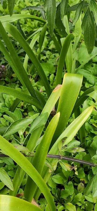 Nerine bowdenii — maintenance medium houseplant