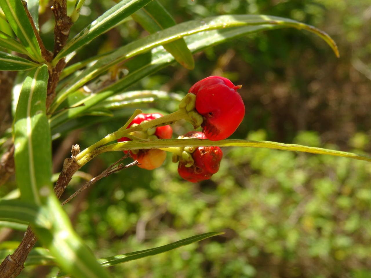 Malpighia linearis flower