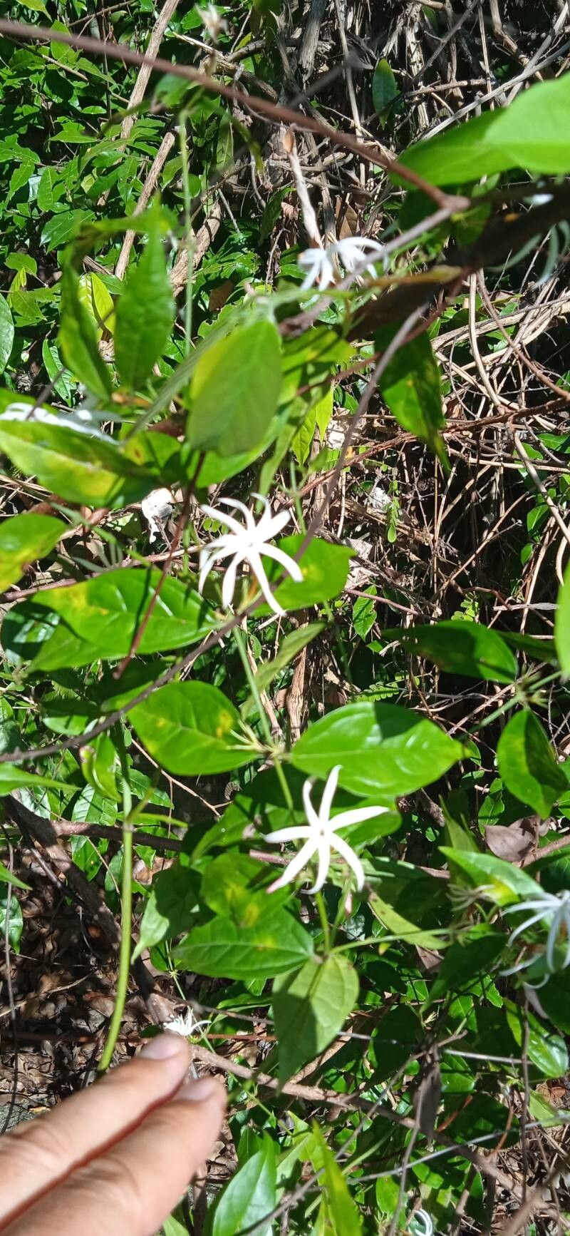 Jasminum adenophyllum