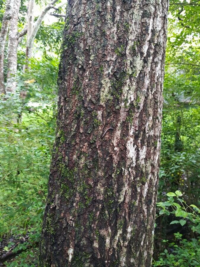 Polyscias crenata bark