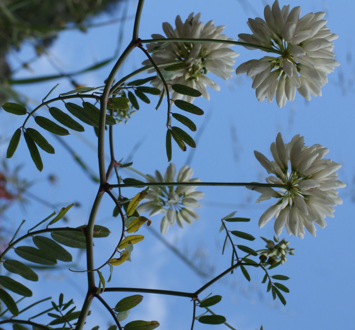 Coronilla globosa habit