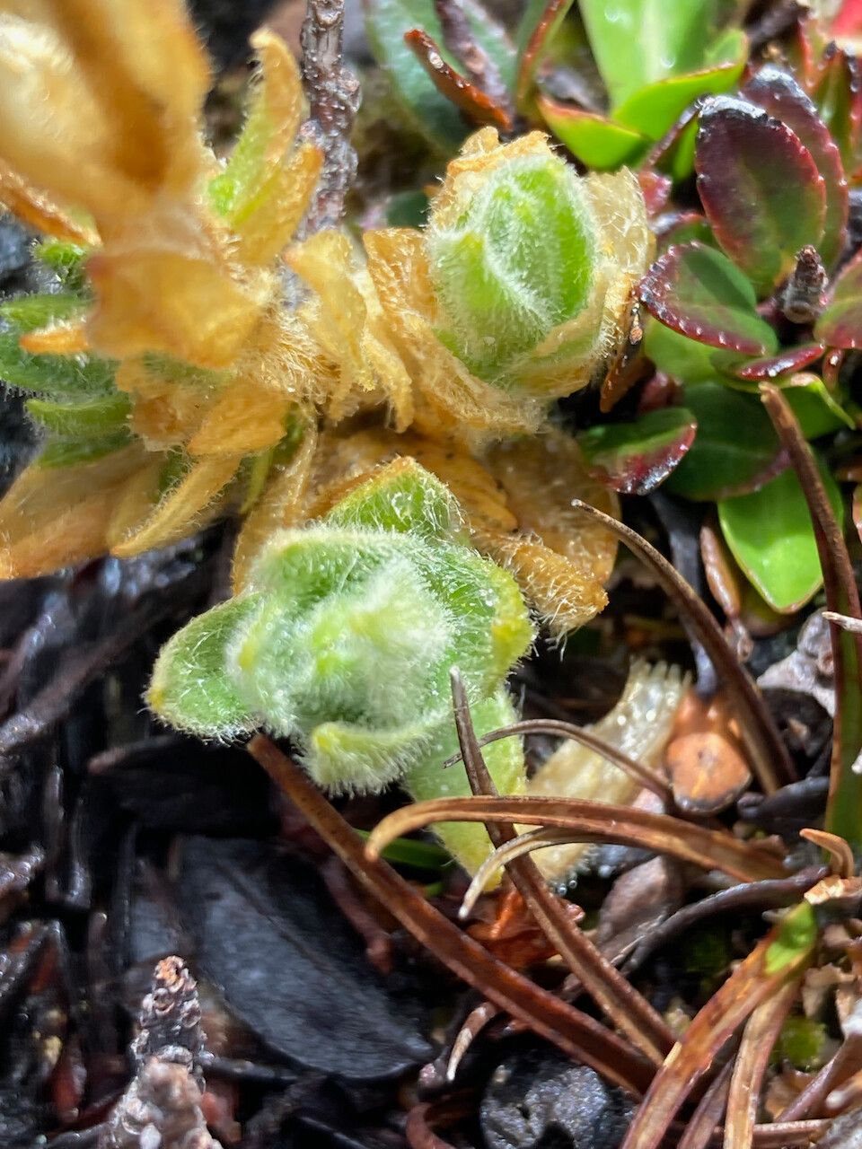 Cerastium crassipes — houseplant care guide
