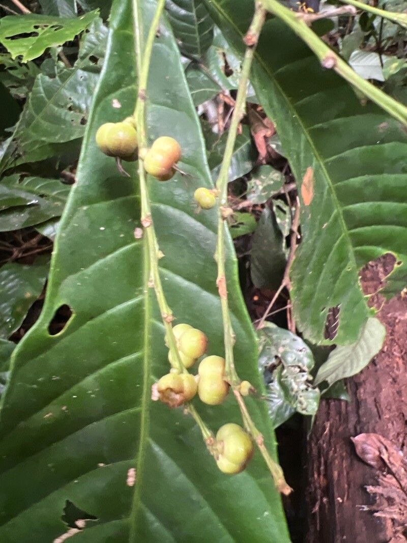 Alchornea floribunda fruit
