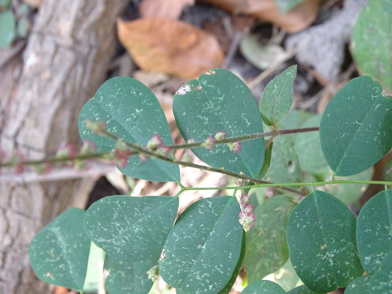 Cyathula prostrata bark