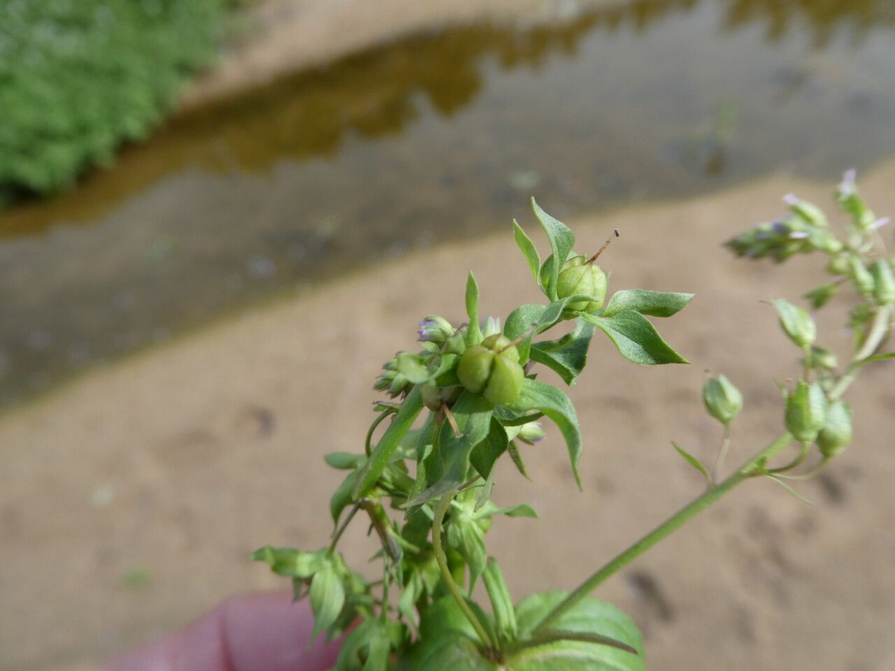 Veronica anagallis-aquatica fruit