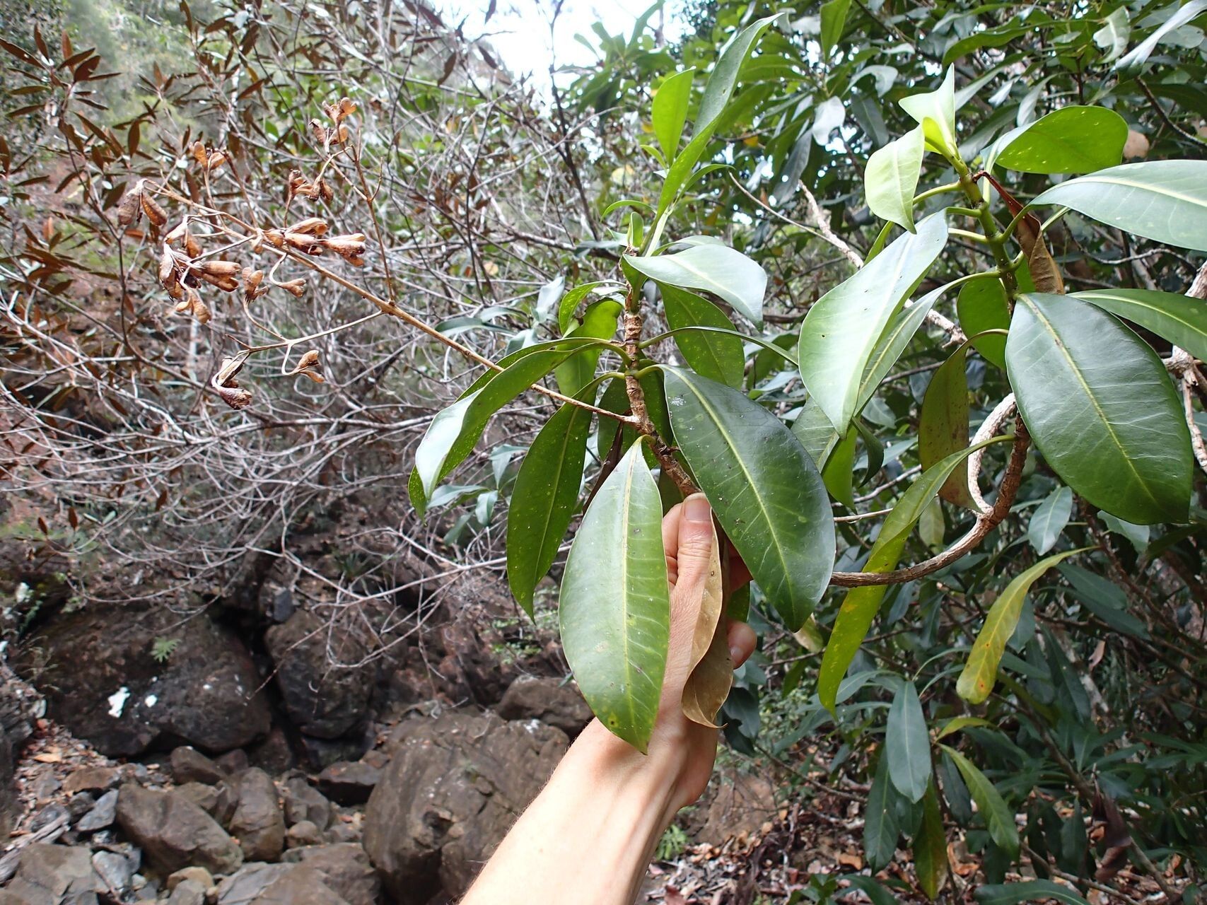 Thiollierea propinqua habit