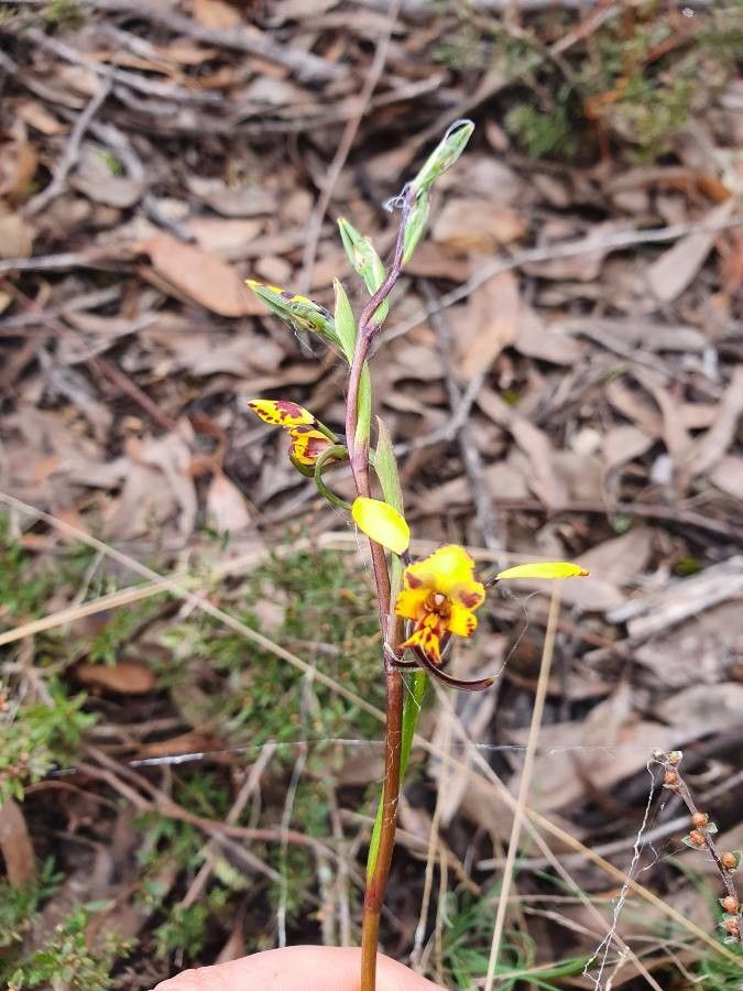 Diuris pardina — houseplant care guide