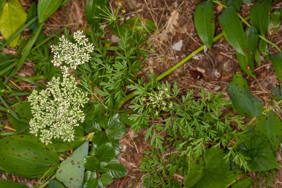 Cnidium silaifolium habit