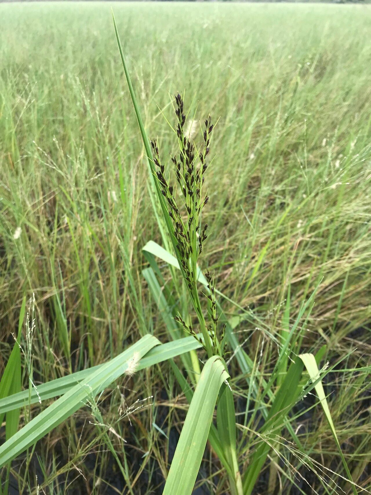 Scleria lacustris — houseplant care guide