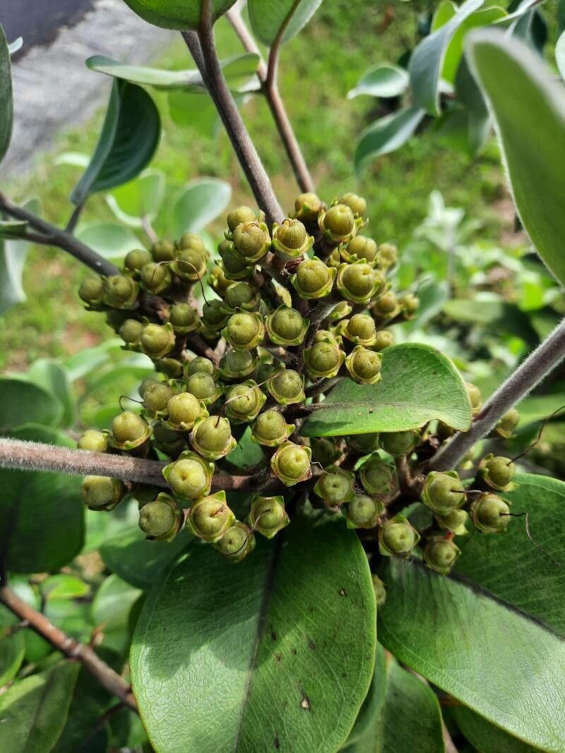 Metrosideros collina fruit