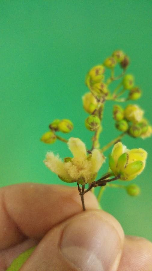 Vismia cayennensis flower