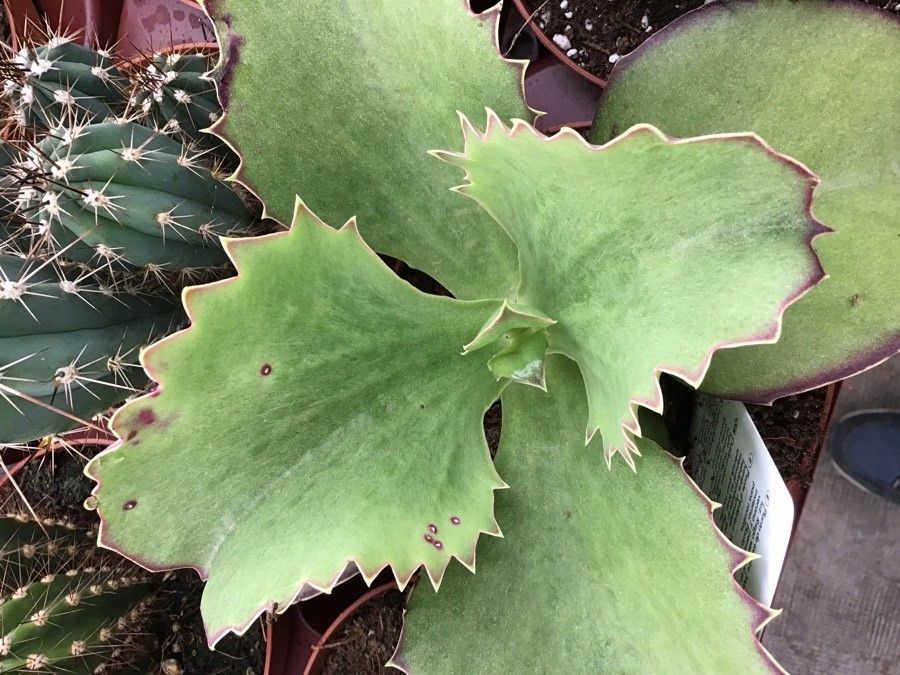 Kalanchoe synsepala leaf