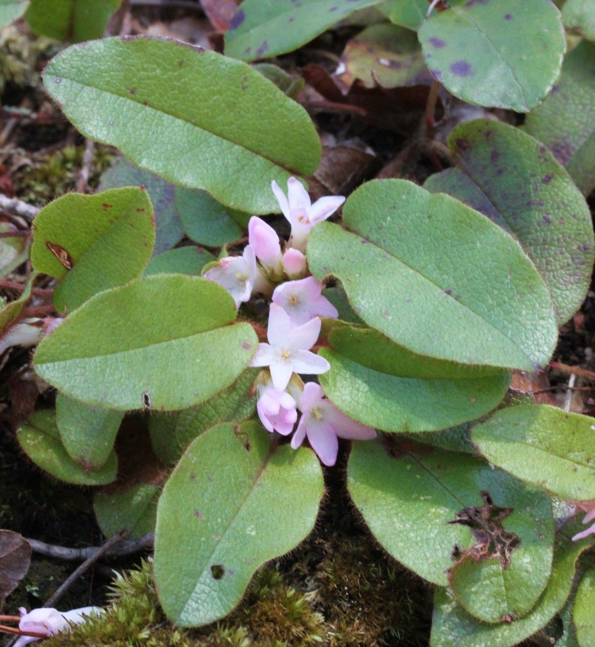 Epigaea repens habit