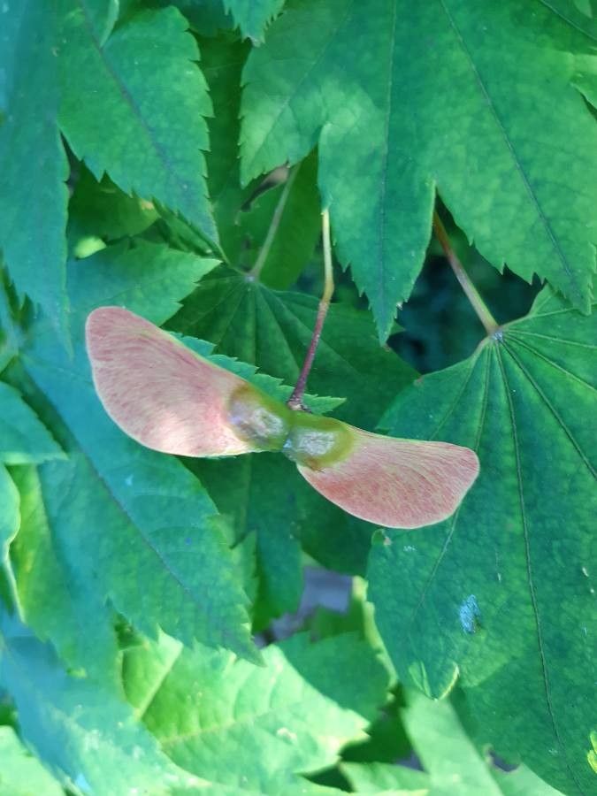 Acer circinatum fruit