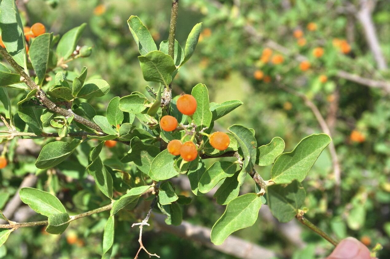 Cordia sinensis — search result for 'Senegal'