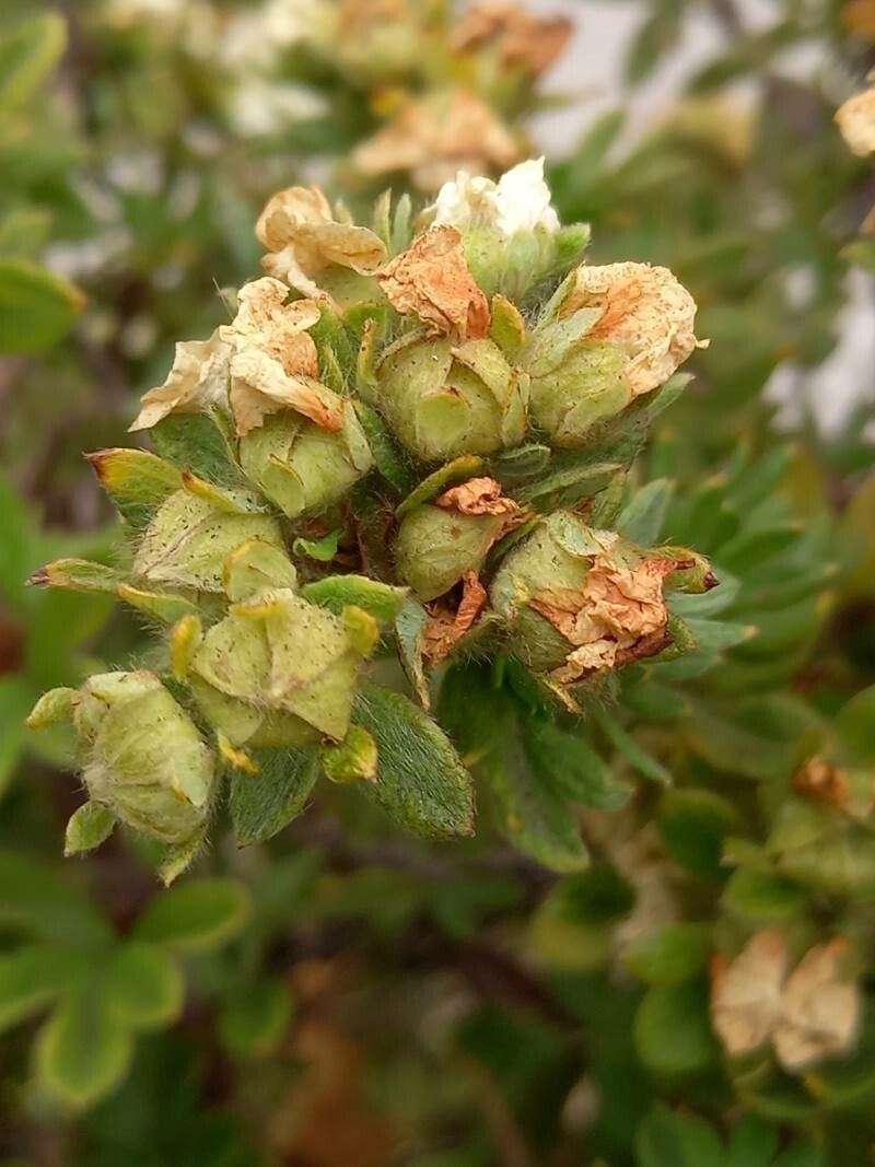 Dasiphora fruticosa fruit