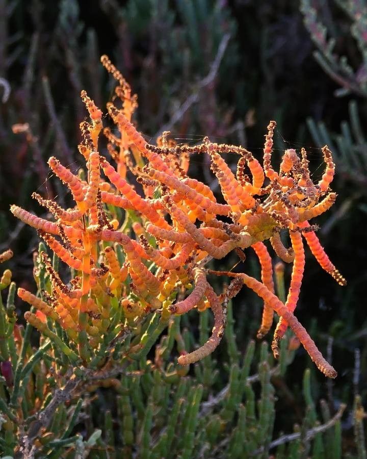 Salicornia europaea flower