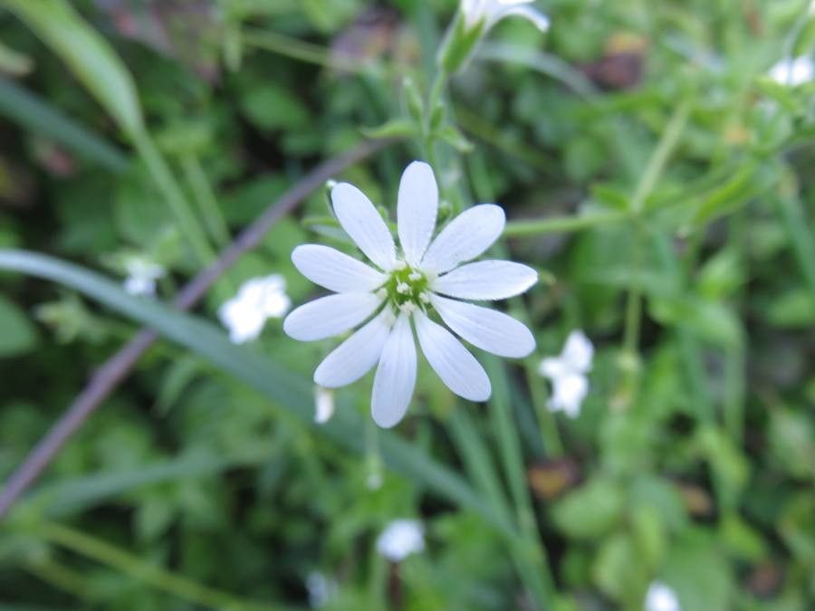 Stellaria chilensis flower