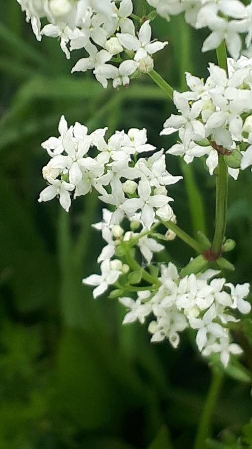 Galium boreale flower