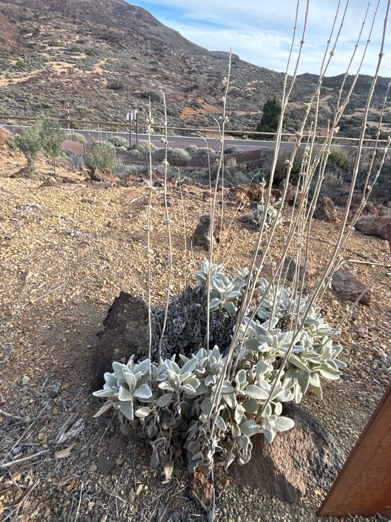 Sideritis soluta habit