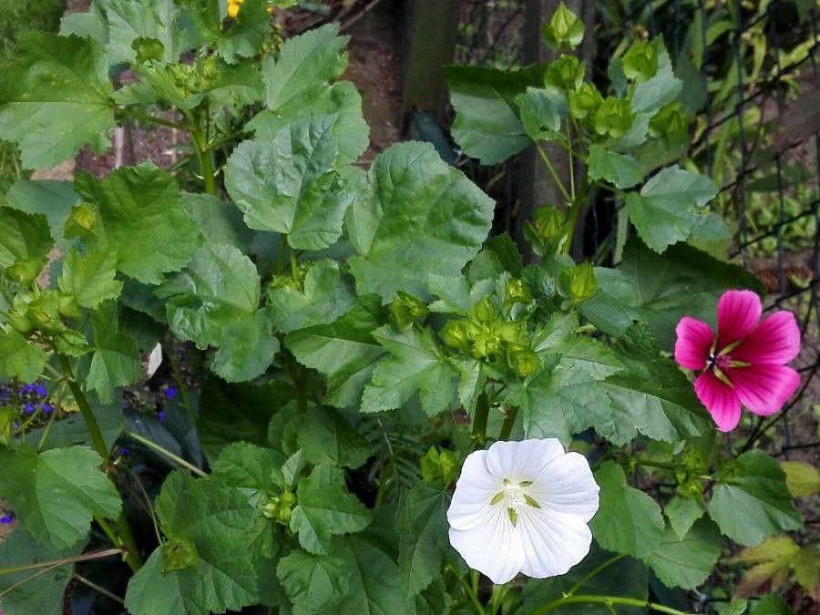 Malope trifida — houseplant care guide
