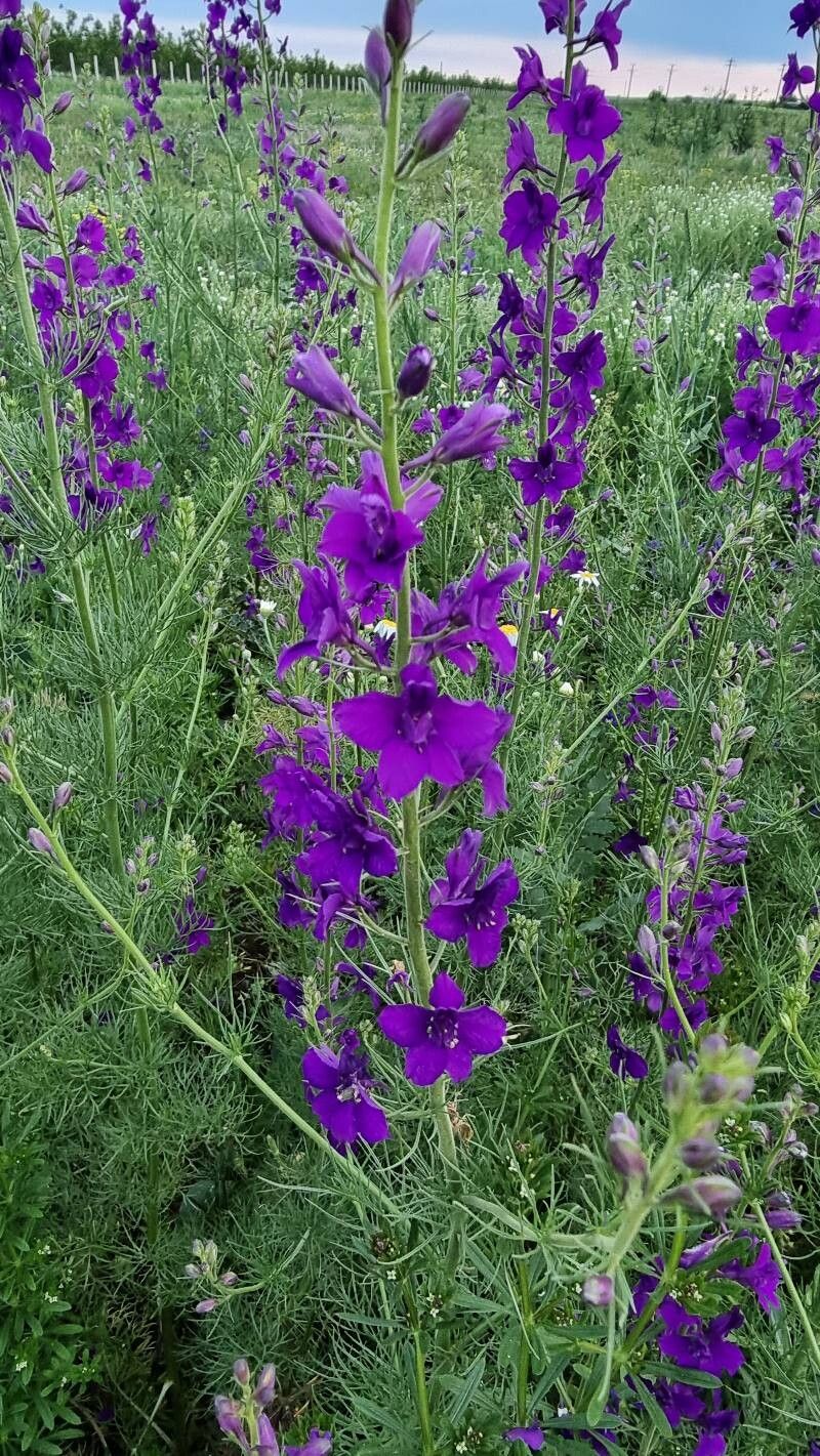 Delphinium hispanicum flower