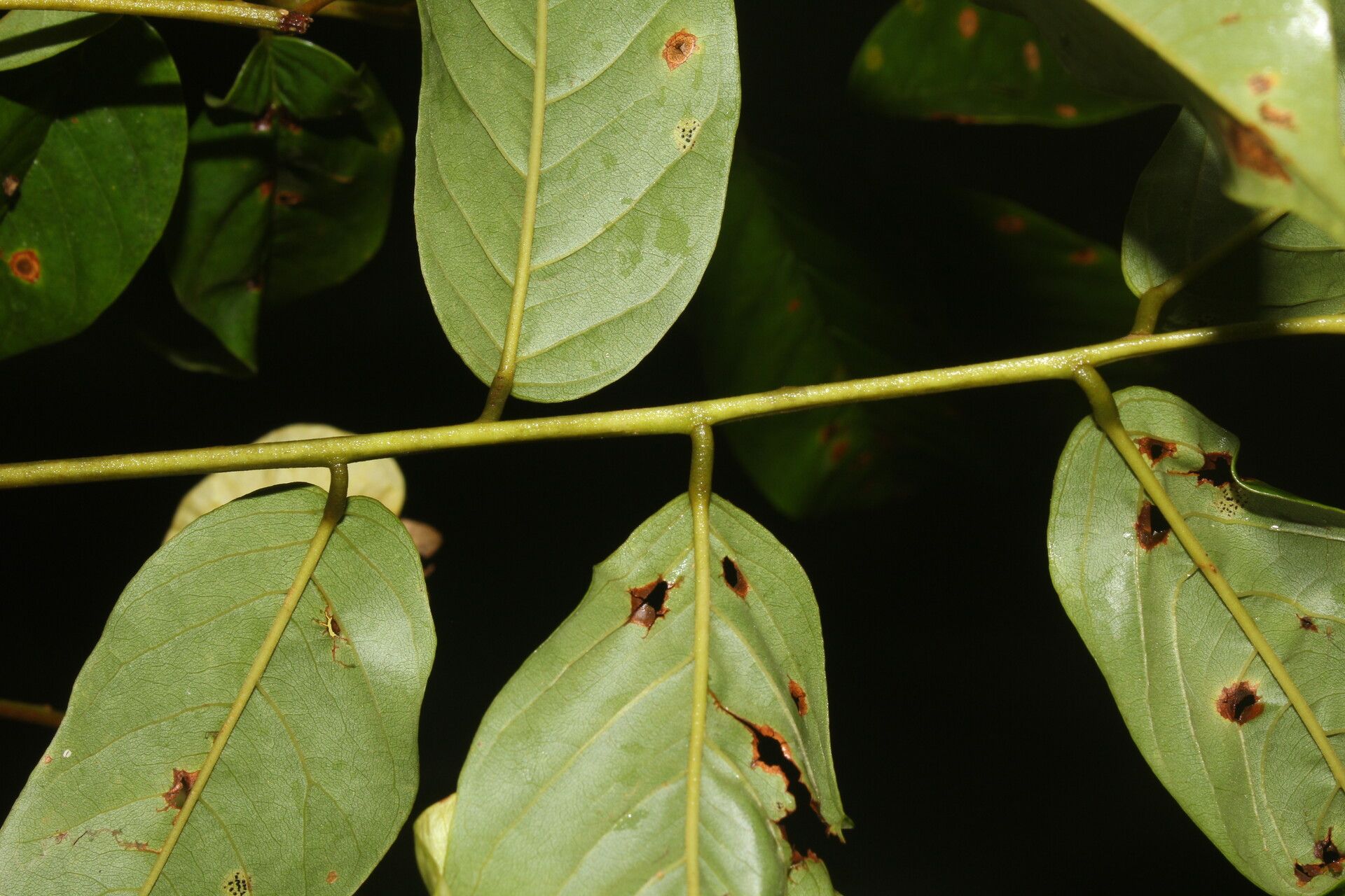Pterocarpus hayesii leaf