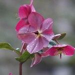 Helleborus orientalis